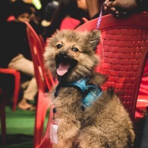 Service Dog Registration Essentials