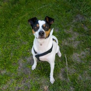 Service Dog Registration Essentials