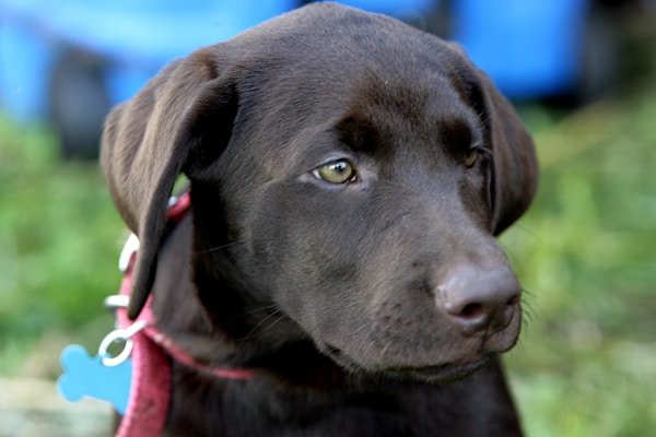 Service Dog Registration Essentials