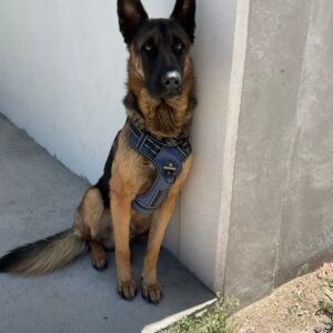 Service Dog Registration Essentials