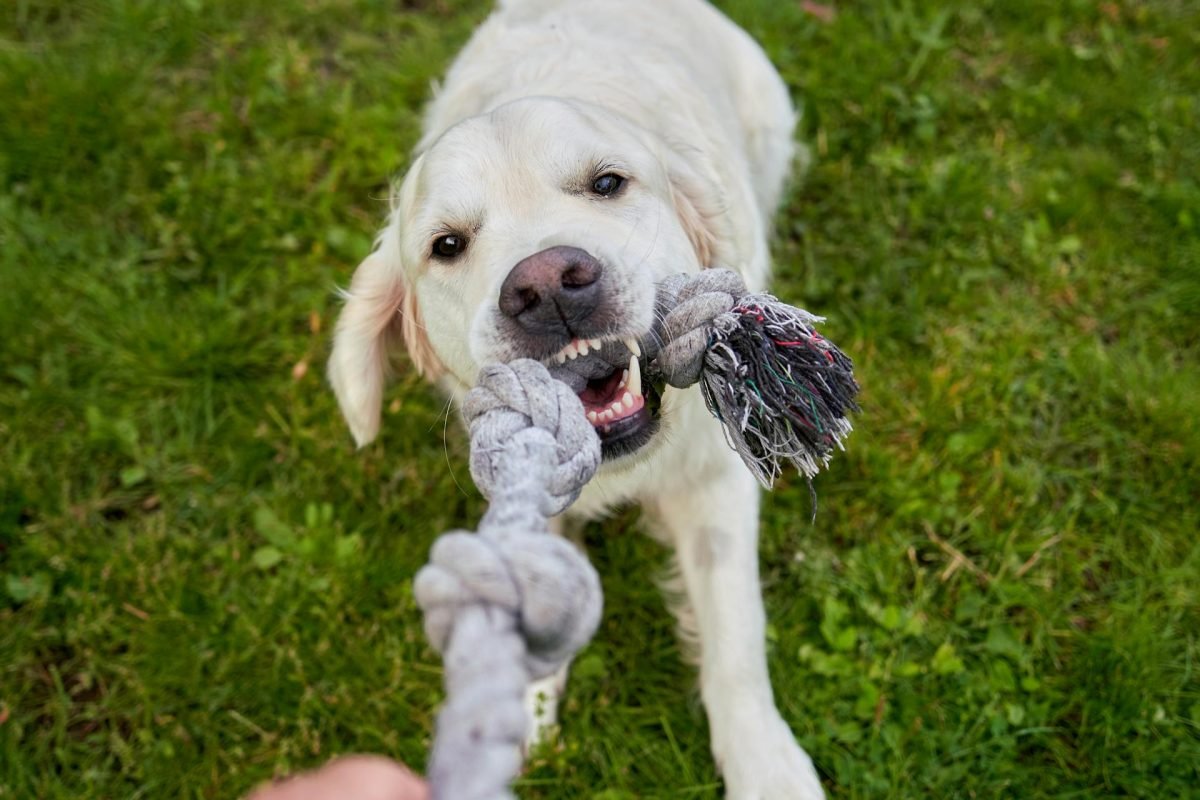 pexels-barnabas-davoti-31615494-27680249