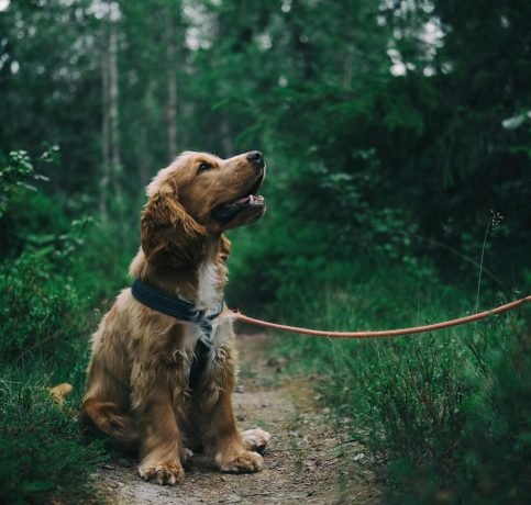 pexels-jagheterjohann-1254140