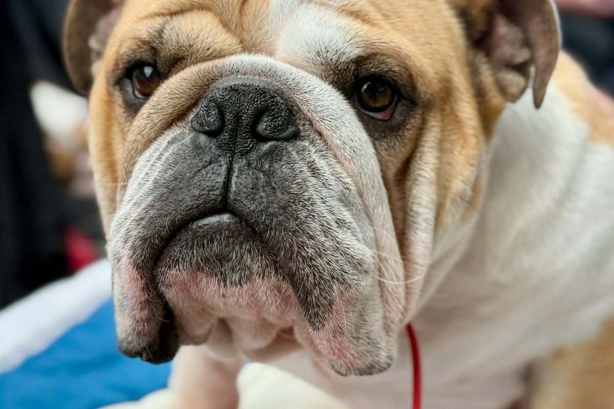 pexels-joolsmagools-28731658