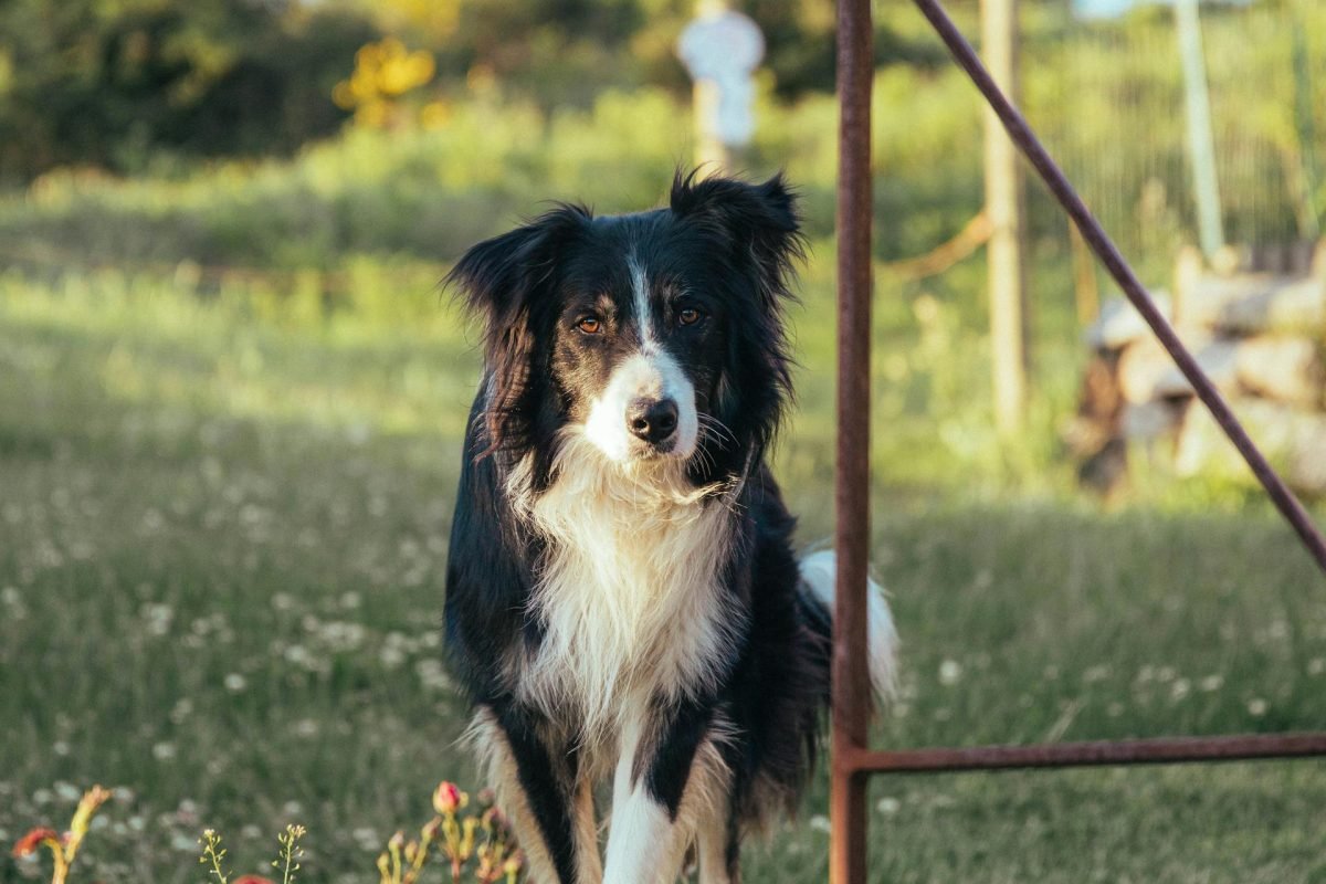 pexels-jorischlr-19131363