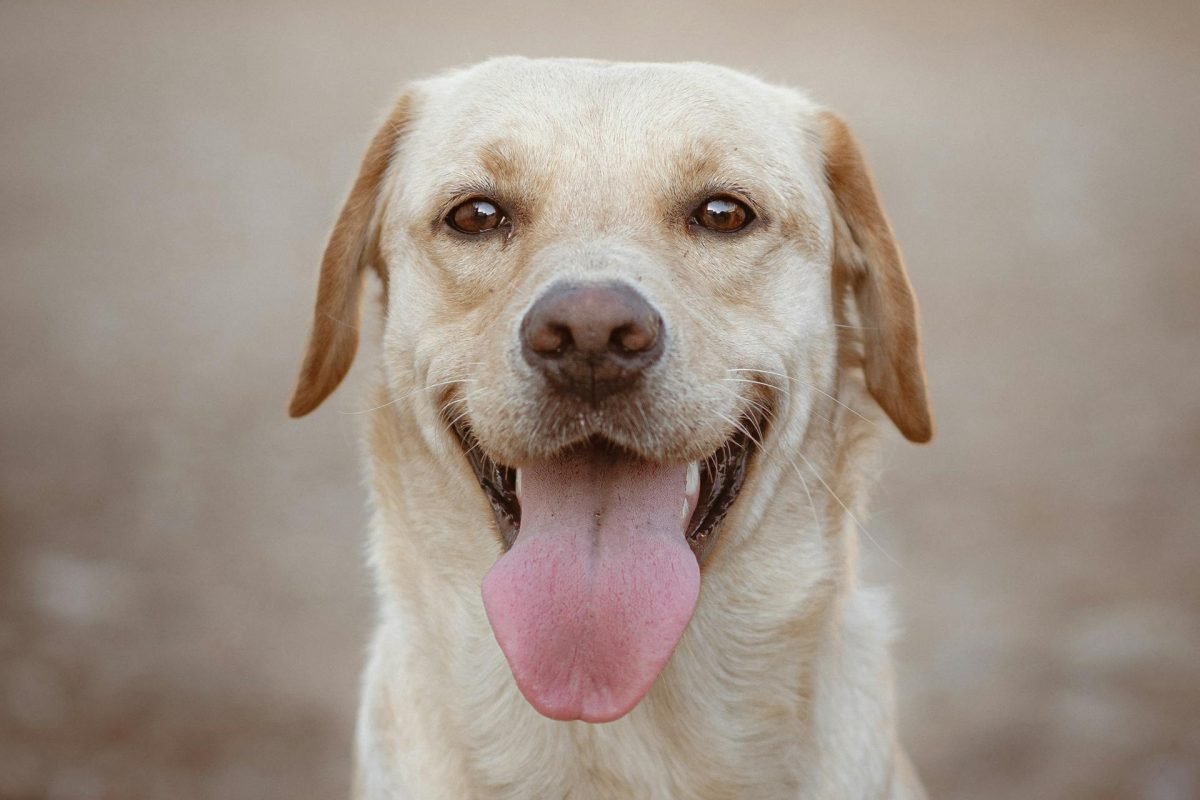 pexels-mahmoud-yahyaoui-28683174