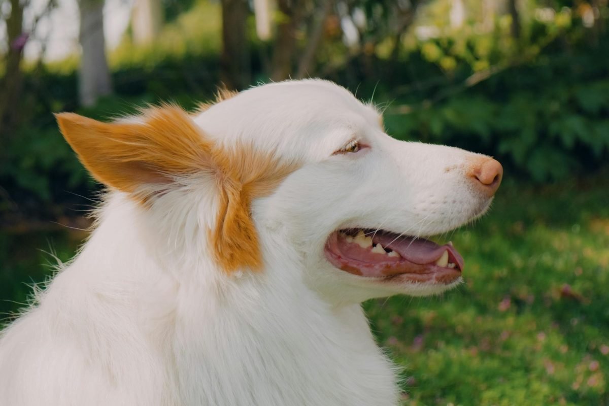 pexels-mitbg000-20811921